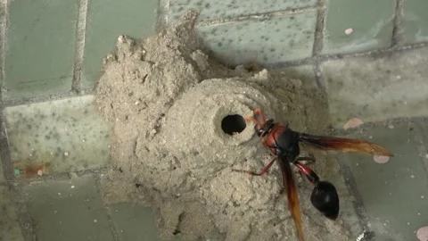 Potter Wasp mud nest sequence 17 Stock Footage 166198829