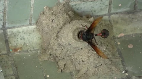 Potter Wasp mud nest sequence 16 Stock Footage 166198940