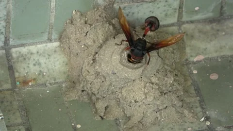 Potter Wasp mud nest sequence 14 Stock Footage 166199189