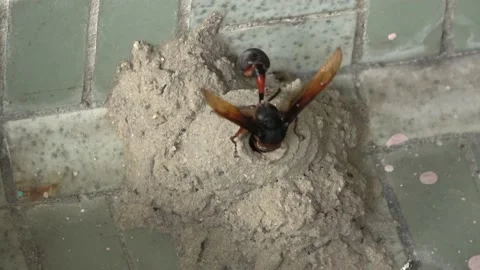 Potter Wasp mud nest sequence 19 Stock-Footage 166199447