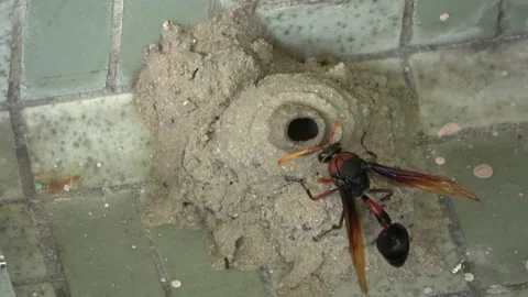Potter Wasp mud nest sequence 15 Stock Footage 166199540