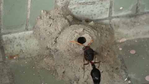 Potter Wasp mud nest sequence 21 Stock Footage 166199880