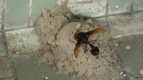 Potter Wasp mud nest sequence 24 Stock Footage 166199943