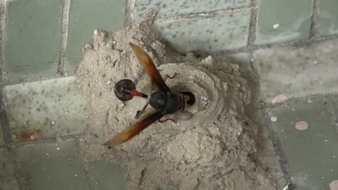 Potter Wasp mud nest sequence 20 Stock Footage 166200044