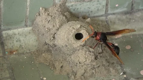 Potter Wasp mud nest sequence 22 Stock Footage 166200101