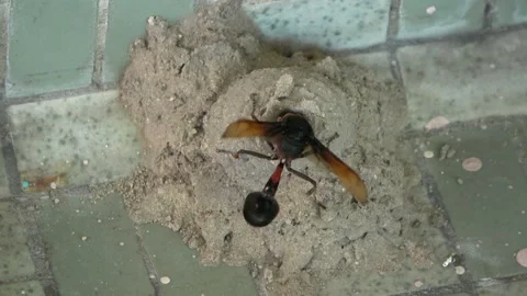 Potter Wasp mud nest sequence 25 Stock Footage 166200132