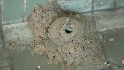Potter Wasp mud nest sequence 27 Stock Footage 166200240