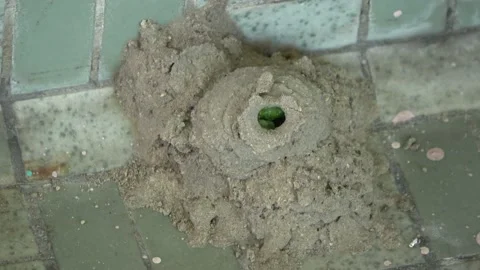 Potter Wasp mud nest sequence 28 Stock Footage 166200272