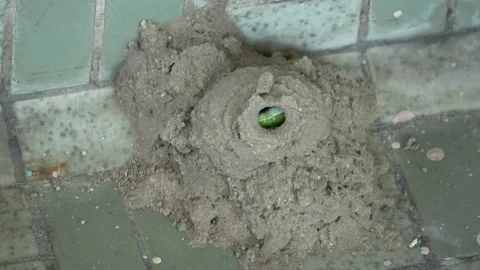 Potter Wasp mud nest sequence 30 Stock Footage 166200394