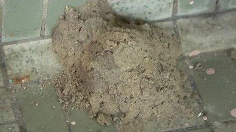 Potter Wasp mud nest sequence 31 Stock Footage 166200450