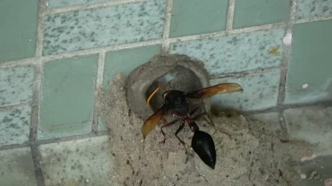 Potter Wasp mud nest sequence 34 Stock Footage 166200595