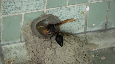 Potter Wasp mud nest sequence 32 Stock Footage 166200689