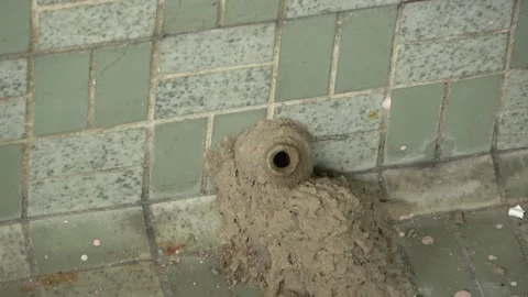 Potter Wasp mud nest sequence 31 Stock Footage 166200836