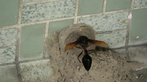 Potter Wasp mud nest sequence 35 Stock Footage 166200912