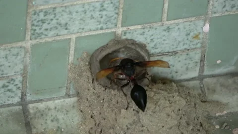 Potter Wasp mud nest sequence 33 Stock Footage 166201126