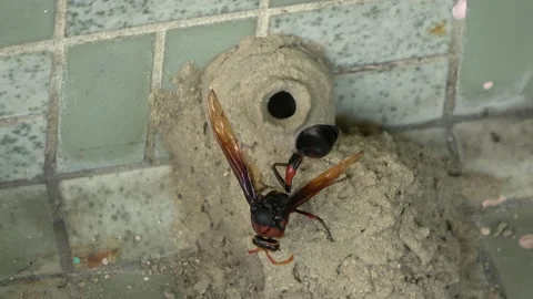 Potter Wasp mud nest sequence 40 Stock Footage 166201330