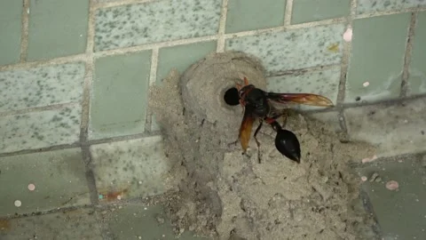 Potter Wasp mud nest sequence 39 Stock Footage 166201337