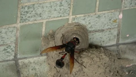 Potter Wasp mud nest sequence 36 Stock Footage 166201640