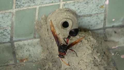 Potter Wasp mud nest sequence 41 Stock Footage 166201852