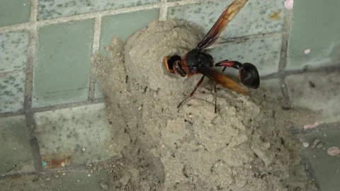 Potter Wasp mud nest sequence 44 Stock Footage 166202167