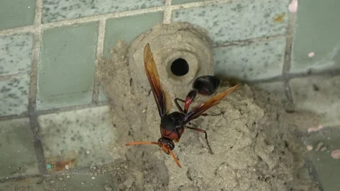 Potter Wasp mud nest sequence 42 Stock Footage 166202193