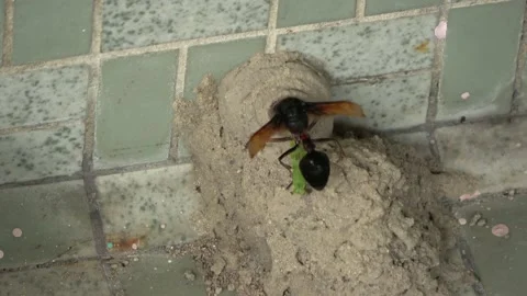 Potter Wasp mud nest sequence 47 Stock Footage 166202501