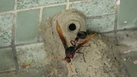 Potter Wasp mud nest sequence 43 Stock Footage 166202621