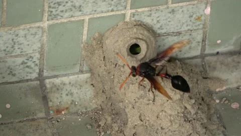 Potter Wasp mud nest sequence 48 Stock Footage 166202895