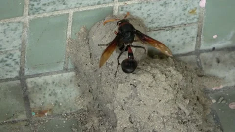 Potter Wasp mud nest sequence 45 Stock Footage 166203528
