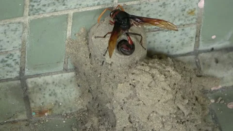 Potter Wasp mud nest sequence 46 Stock Footage 166203798