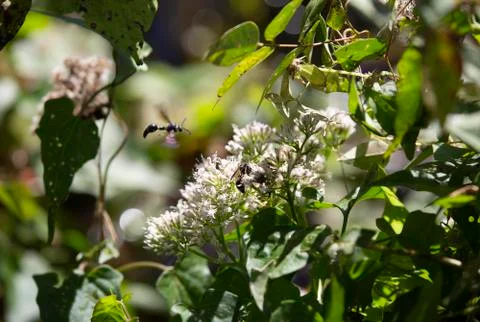 Potter Wasp Stock Photos
