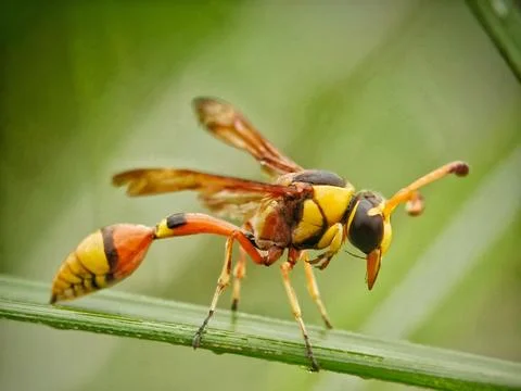 Potter Wasp Stock Photos