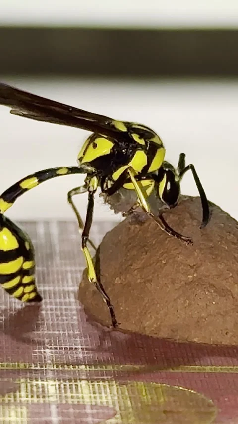 Potter Wasp Pushes Moth Caterpillar Into Mud Nest, India - 18 Jul 2026 Stock Footage 346085550