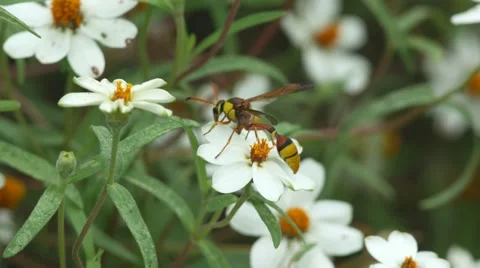 Potter wasp resting on the flower Stock Footage 64560892