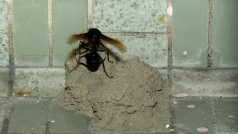 Potter Wasp time lapse Stock Footage 157077363