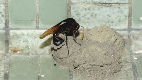 Potter Wasp time lapse Video stock 157077666