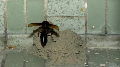 Potter Wasp time lapse Stock Footage 157077745