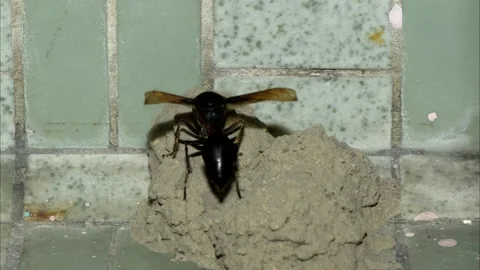 Potter Wasp time lapse Video stock 157077816