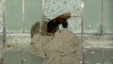 Potter Wasp time lapse Video stock 157077981