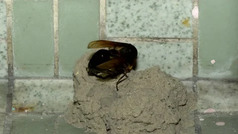 Potter Wasp time lapse Stock Footage 157078024