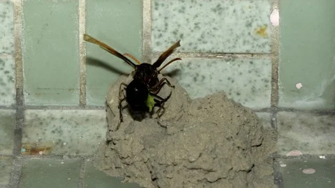 Potter Wasp time lapse Stock Footage 157078141