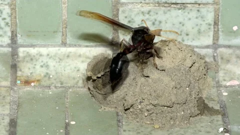 Potter Wasp time lapse Stock Footage 157078187