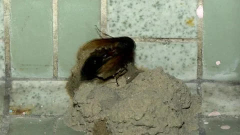 Potter Wasp time lapse Stock Footage 157078313