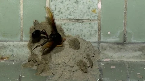 Potter Wasp time lapse Stock Footage 157078468