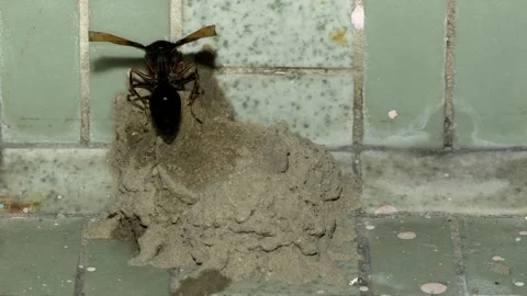 Potter Wasp time lapse Stock-Footage 157078473