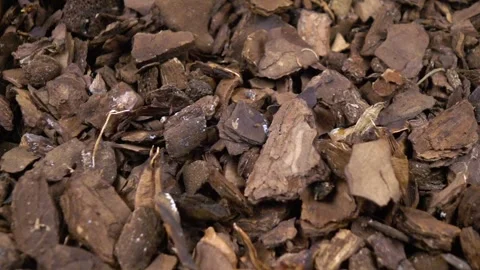 Potting barks falls on the pieces of bark, top view, background Stock Footage 341157793
