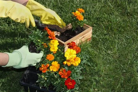 Potting Flowers Photos