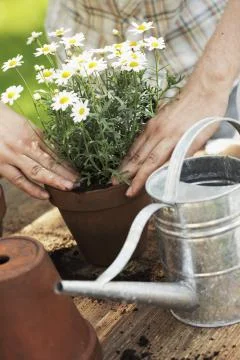 Potting Stock Photos