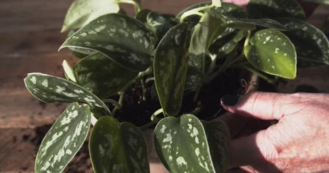 Potting a Plant Close Up Shot 스톡 동영상 145281156