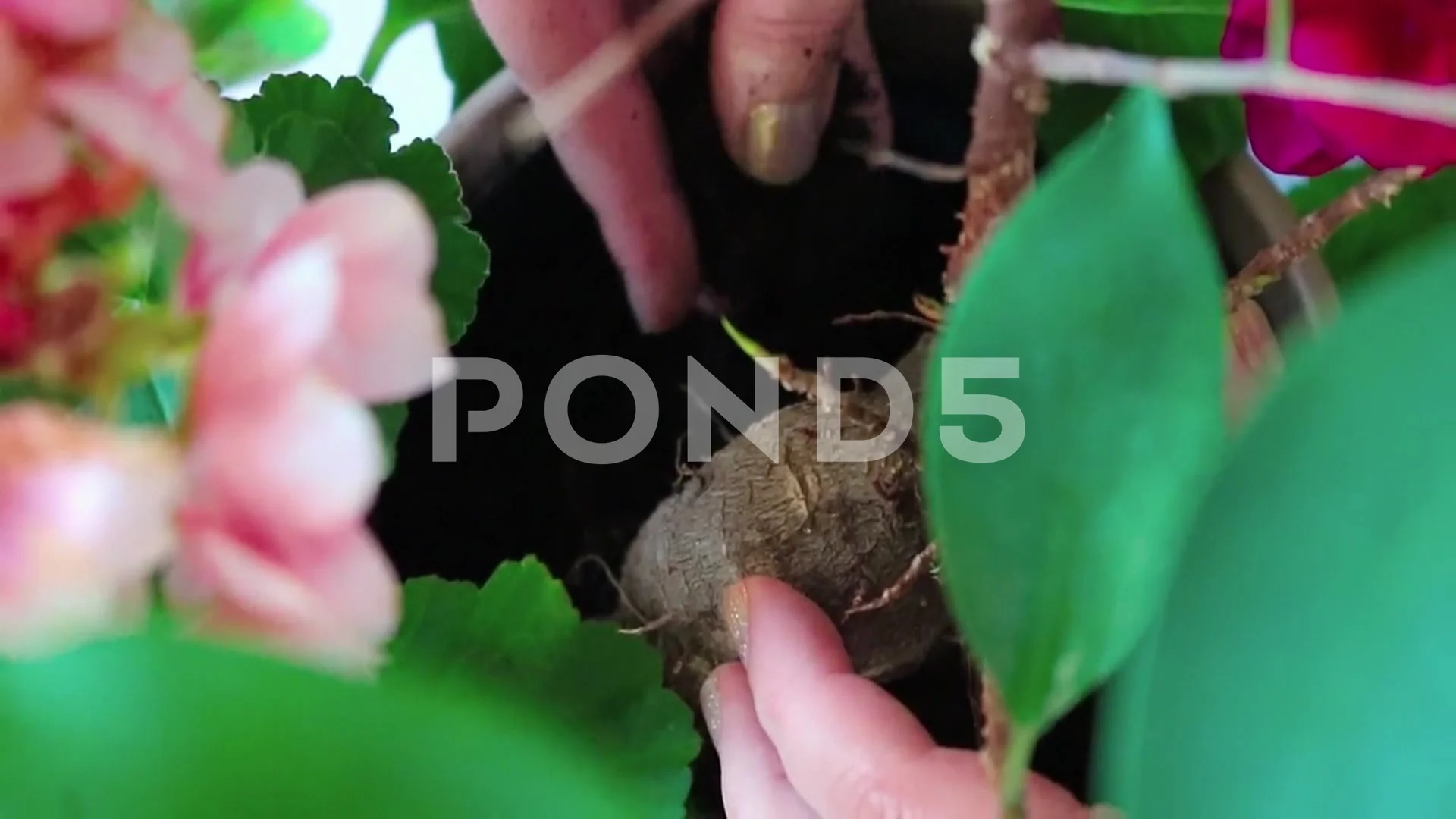 Plant In Two Hands
